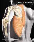 MARTINI - TIMMONS -, Anatomia umana