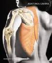 MARTINI - TIMMONS -, Anatomia umana