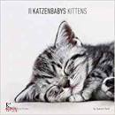 AA.VV., Calendario 2020 Katzenbabys Kittens