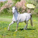 ALPHA EDITION, Calendario da muro 30x30 cm Cavalli 2025