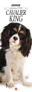 immagine di Cavalier king. calendario 2026.
