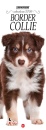 immagine di Border Collie. Calendario 2026.