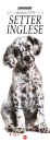immagine di Setter Inglese Calendario 2026